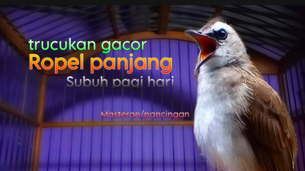 TRUCUKAN GACOR ROPEL SUBUH PANCINGAN AMPUH TRUCUK LAIN JADI IKUTAN ROPEL