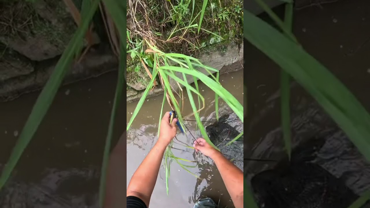 有史以来最惨，今天收获四条黄鳝！还是牙签。赶紧跑路！换地方！明天估计有点好！希望笼子不被偷！#户外抓黄鳝#秘制饵料#真实户外
