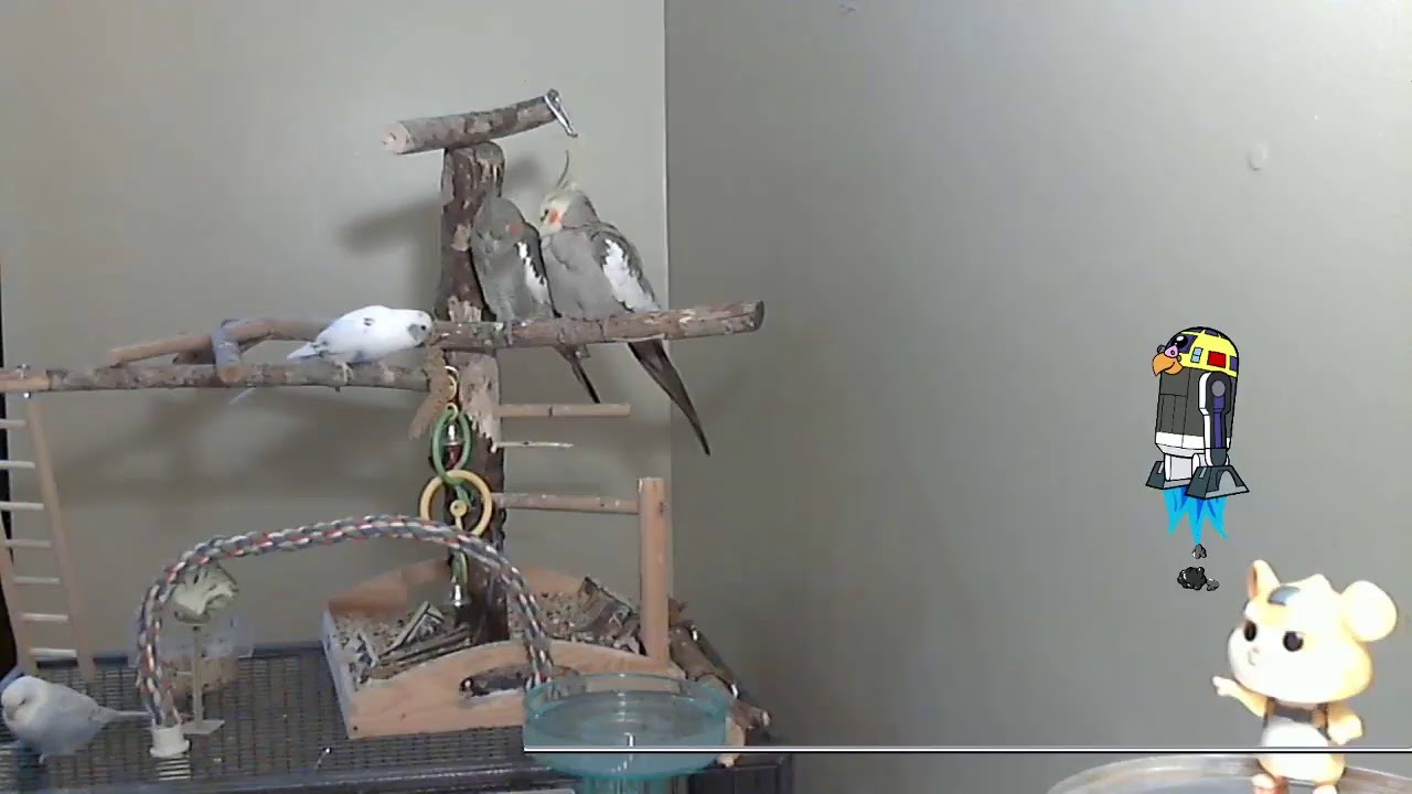 R2D2 Parakeet Training Live