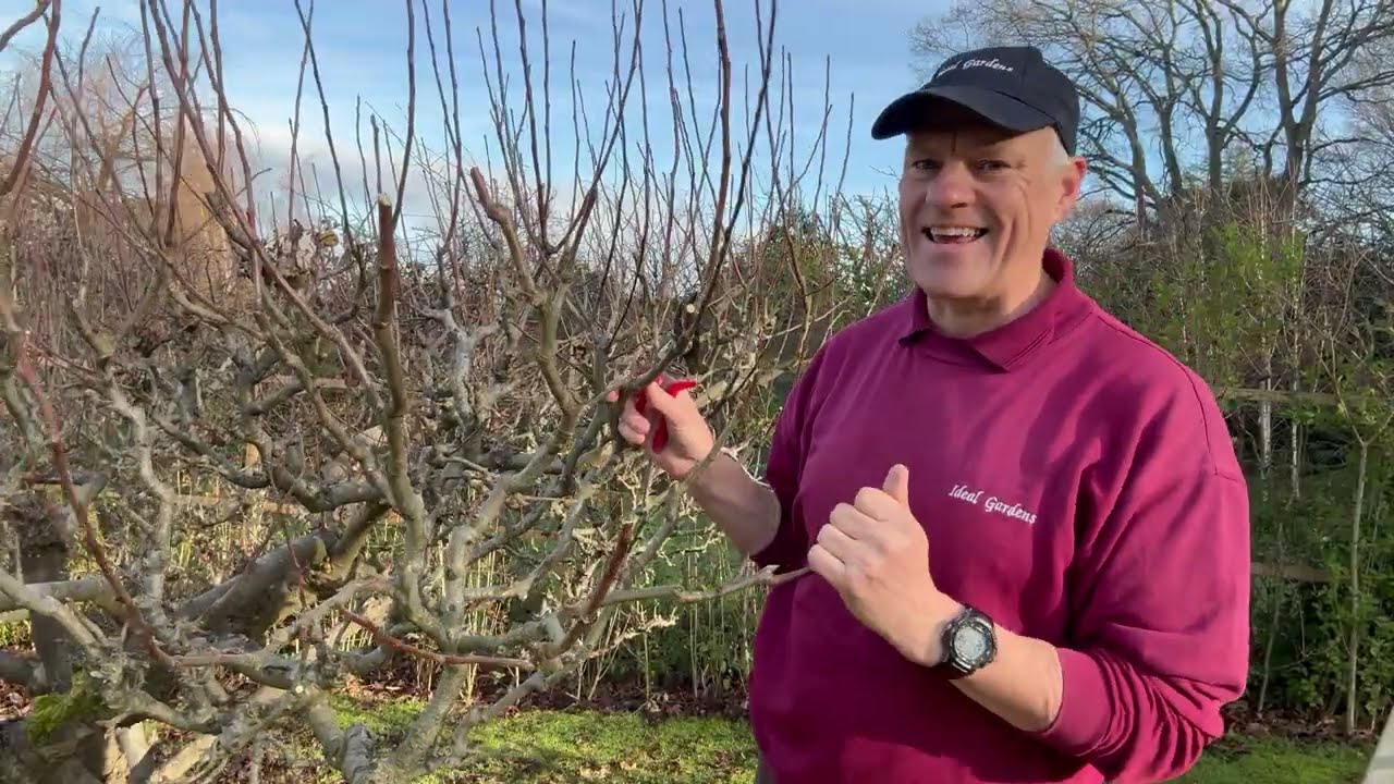 APPLE TREE PRUNING, hints and tips 🍎🍏please like and Subscribe, thank you:) 