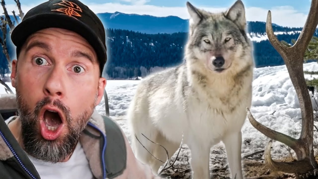 Das BESTE Video das ich JEMALS gesehen habe – Wölfe gefilmt von Jake Davis | Robert Marc Lehmann