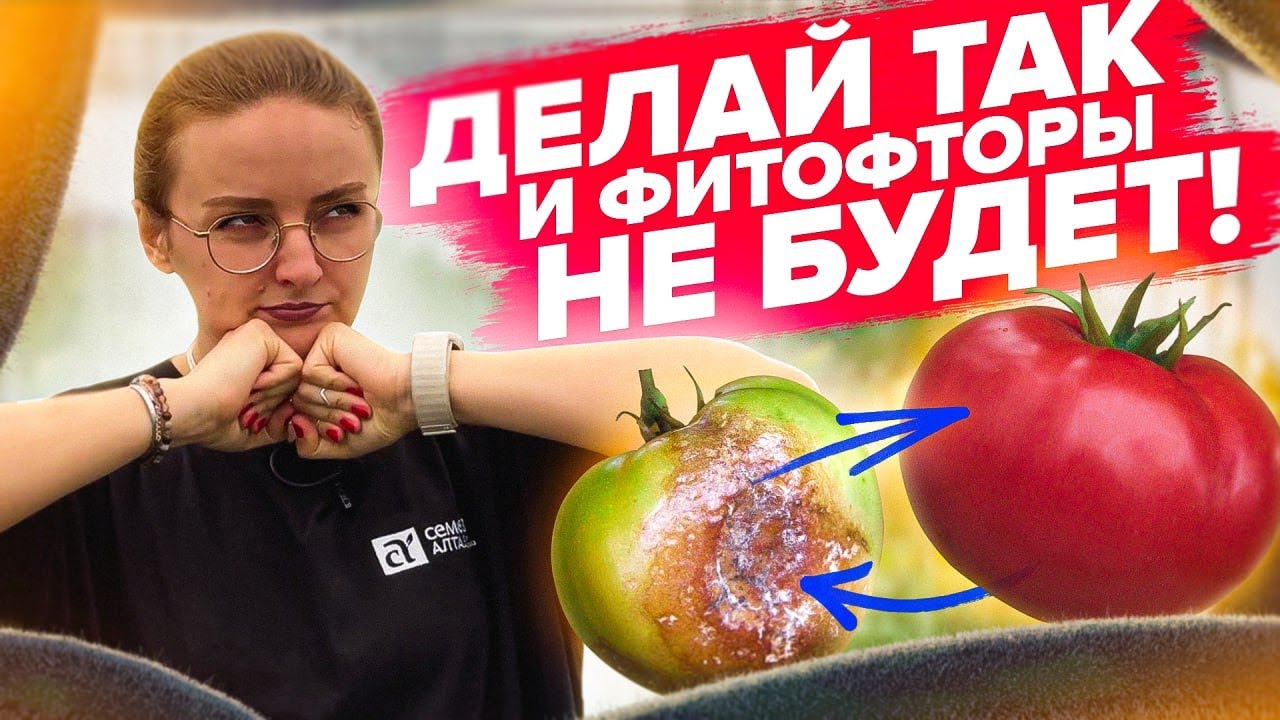 ПОСЛЕ ЭТОГО ТОМАТЫ НЕ ЗАБОЛЕЮТ! Профилактика болезней томатов