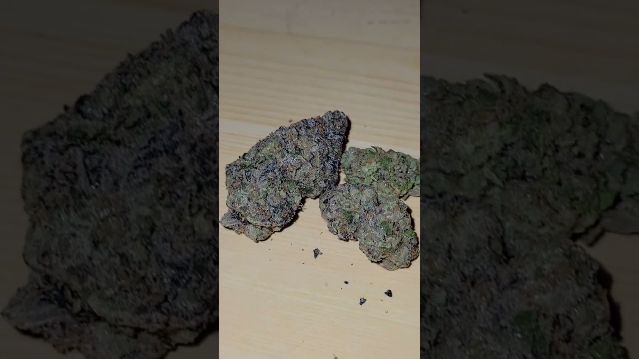 Envy (Biscotti x Sherb) cultivated by SevenLeaves
