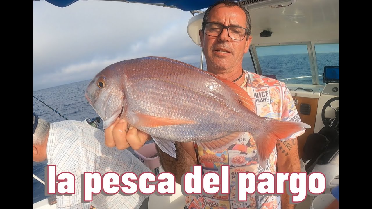 Pesca fondeada, Pargos.