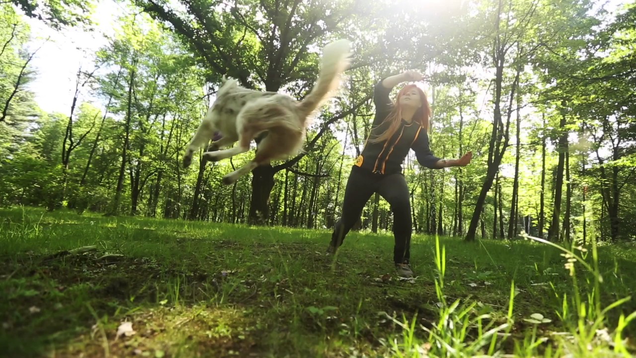 Sorin & Lulu - Border Collie Planned Litter, Summer 2017