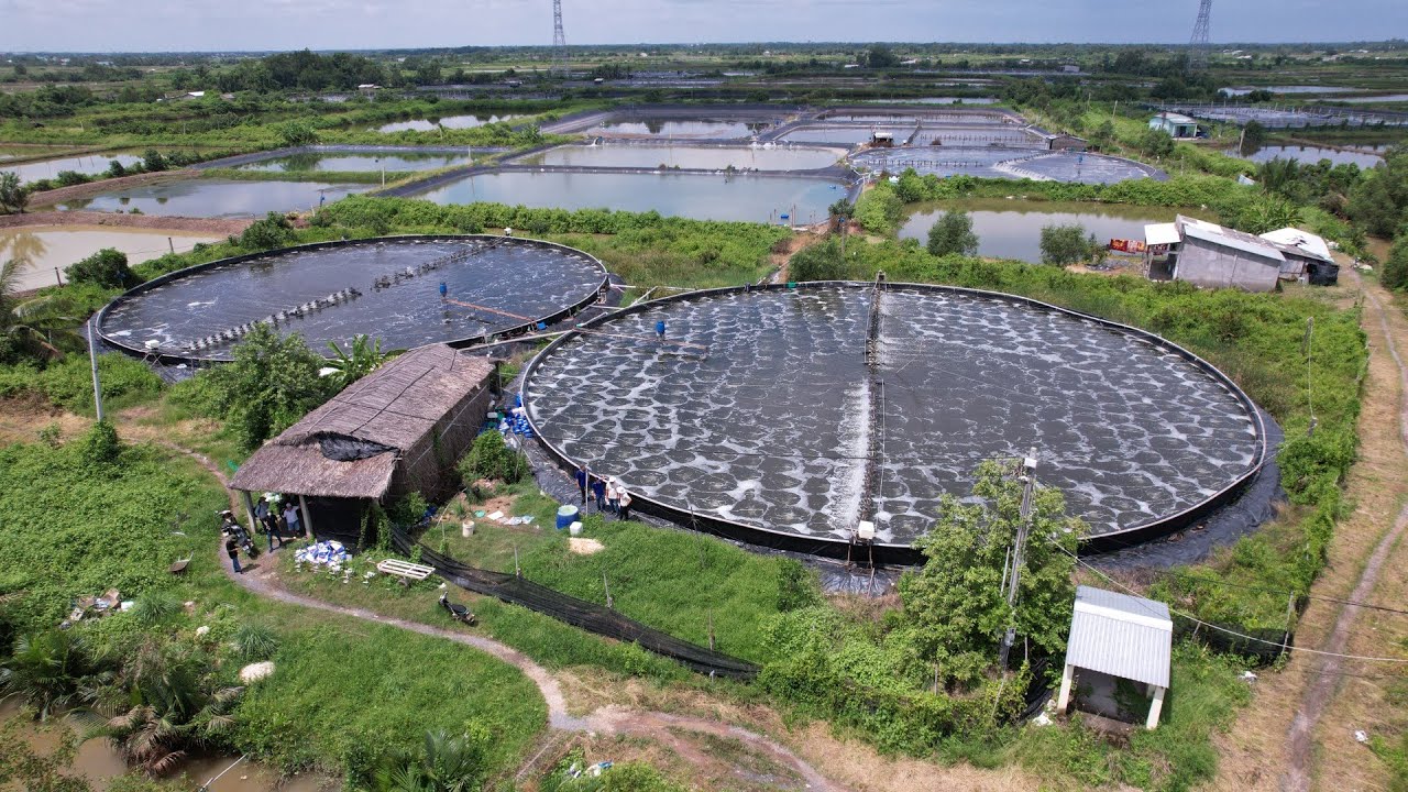 Recirculatory Aquaculture System (RAS) for sustainable shrimp farming in Mekong Delta