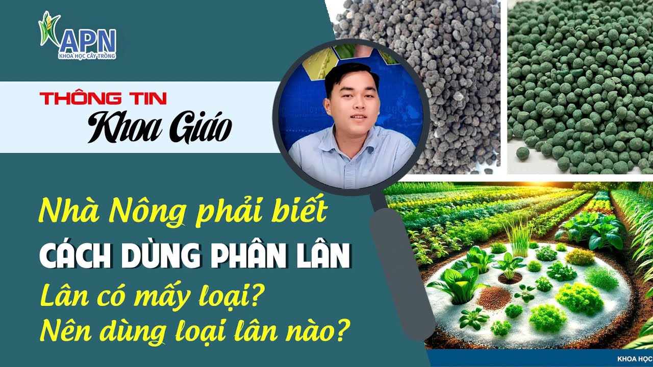 APN - NHÀ NÔNG PHẢI BIẾT CÁCH DÙNG PHÂN LÂN | LÂN CÓ MẤY LOẠI? NÊN DÙNG LOẠI PHÂN NÀO?