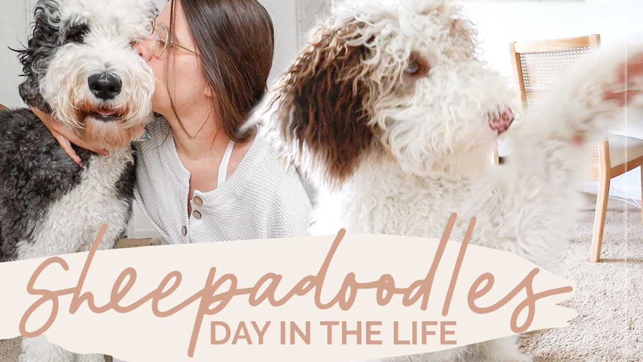 Day in the Life of my DOGS! What my two Sheepadoodles do all day!