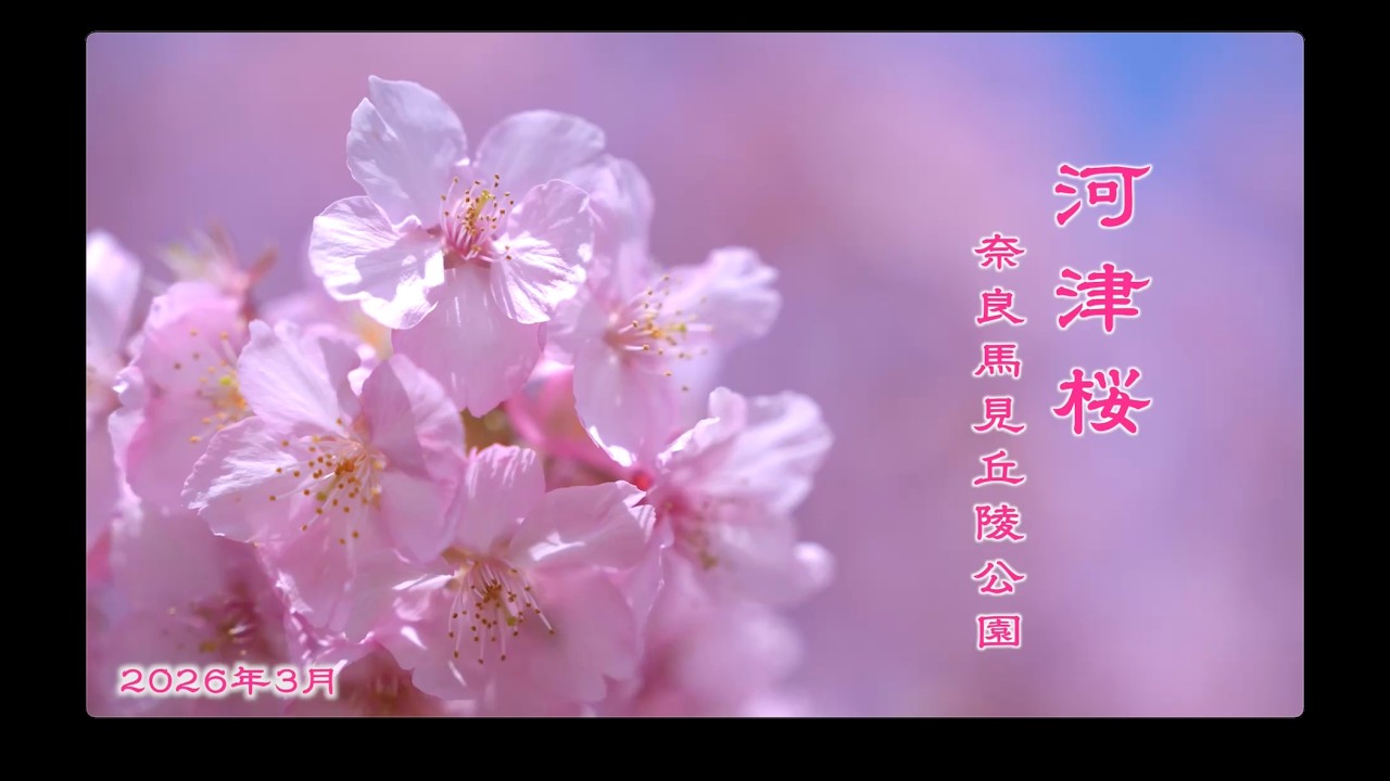 満開の河津桜やサンシュユが美しい奈良「馬見丘陵公園」2026年3月
