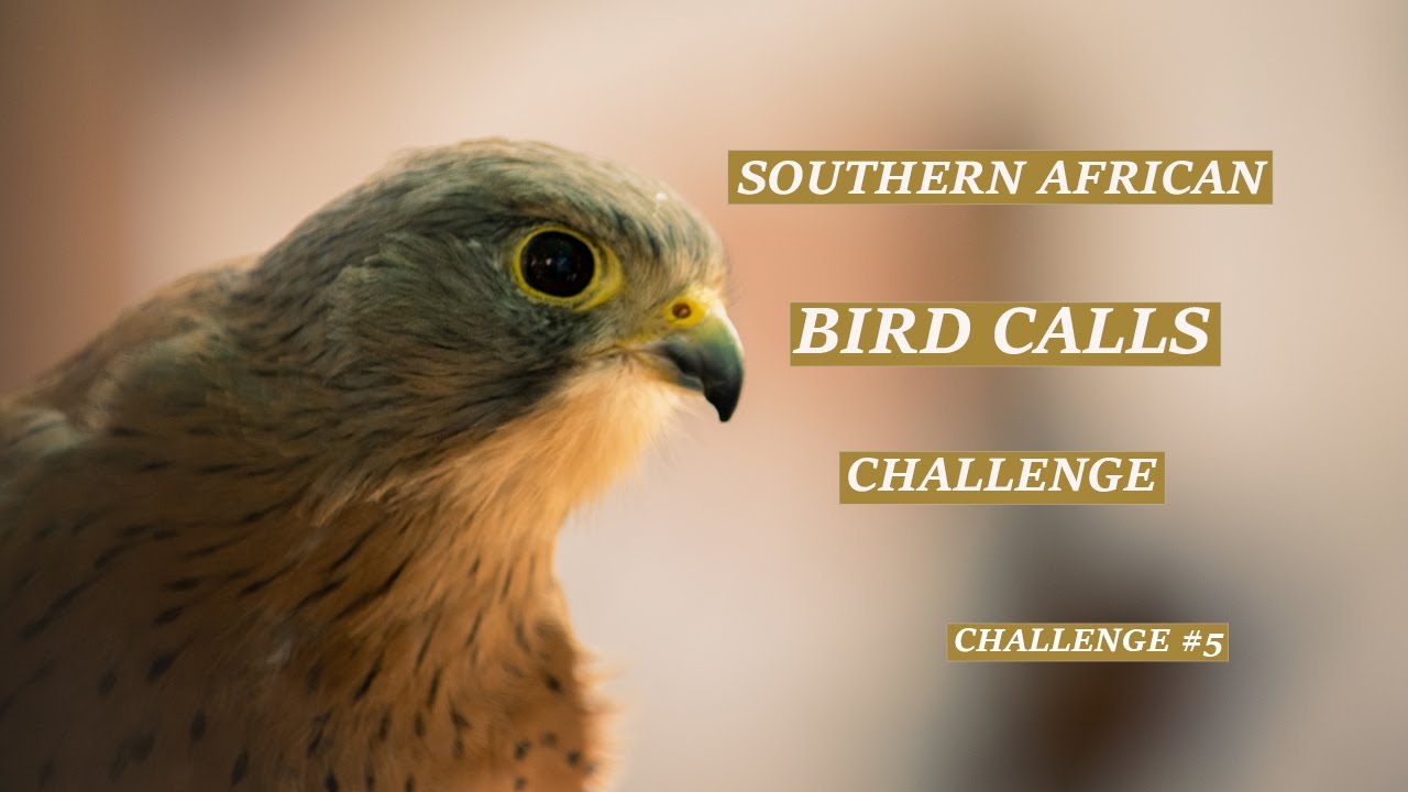 Southern African Bird Calls Challenge /// Challenge No 5