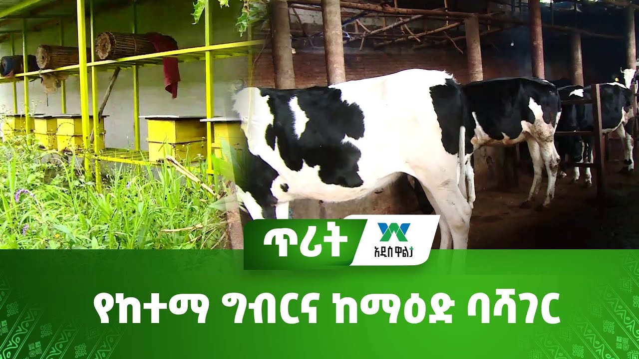 የከተማ ግብርና ከማዕድ ባሻገር