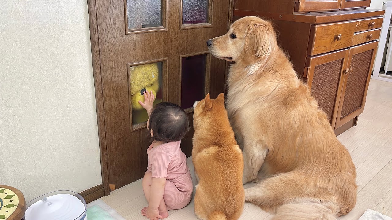 大切なものを失い悲しみに暮れるゴールデンレトリバーと励まそうとする1歳児