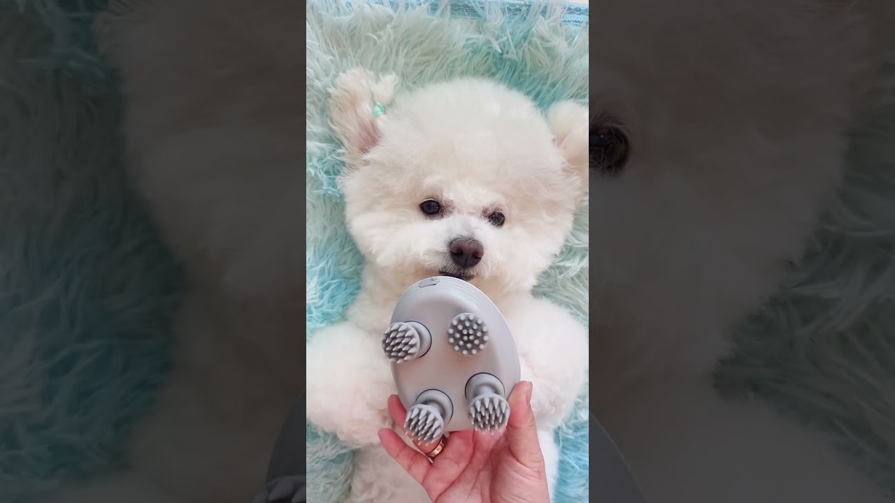🐟axEpisode 42: A Day at the Bichon Frise Puppy Spa #cute #pets #bichonhavanese