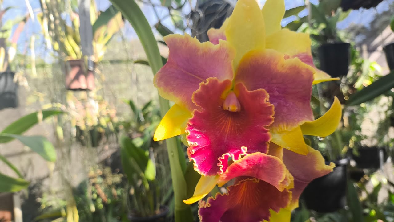 Exemplos de plantios das Orquídeas em troncos, e Walkerianas a venda