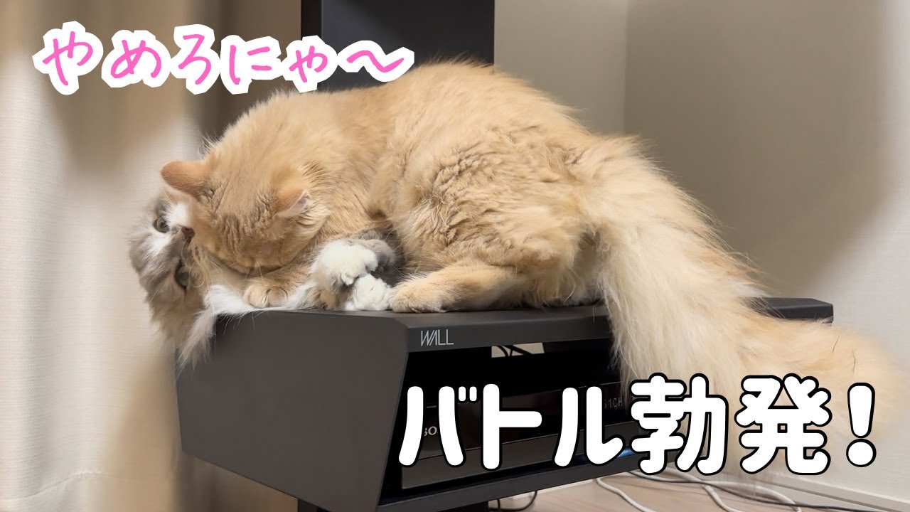 お兄ちゃん大好き！でも激しすぎるせいでバトル勃発！
