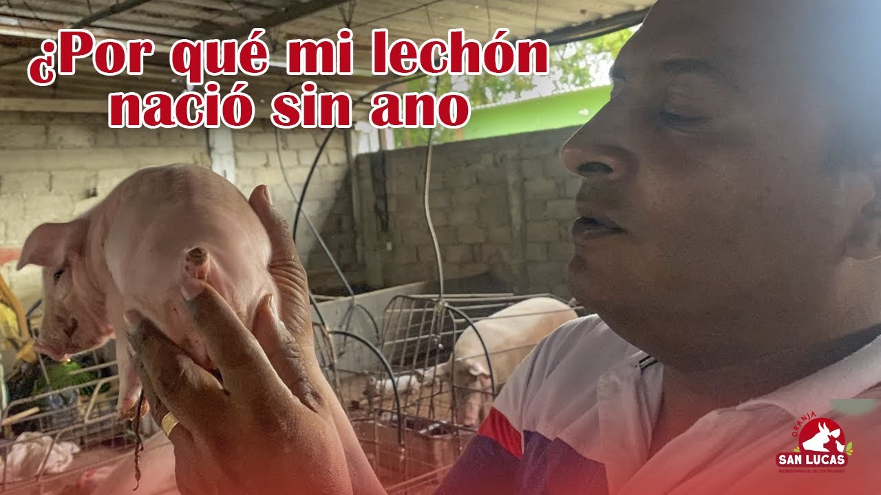 ¿Por qué los lechones nacen sin ano? | Granja San Lucas