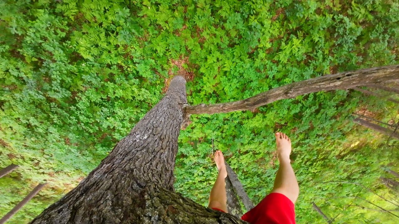 Climbing Various Sizes of Branchless Trees (no equipment)