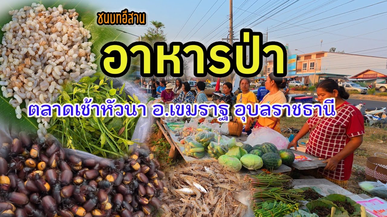 จั๊กจั่น แมงจีนูน อาหารป่า ปลาน้ำโขง | ตลาดเช้าหัวนา วันอาทิตย์ อำเภอเขมราฐ อุบลราชธานี