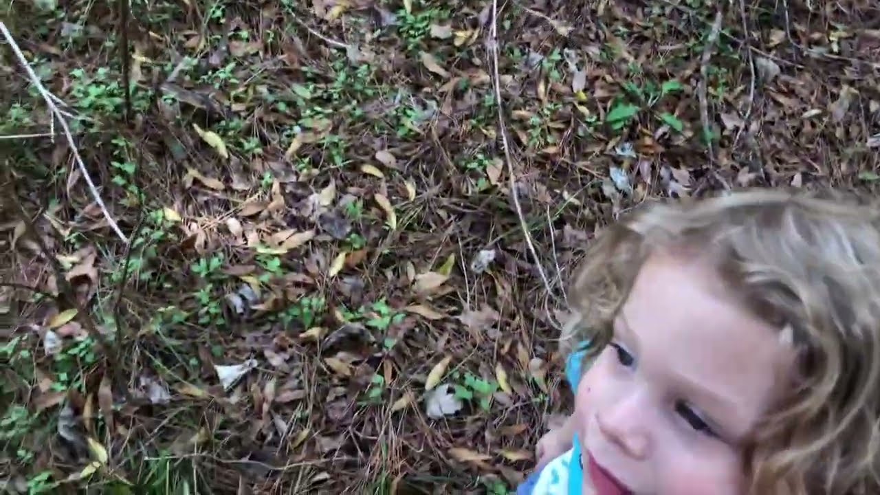 How we're moving forward with paw paw tree projects