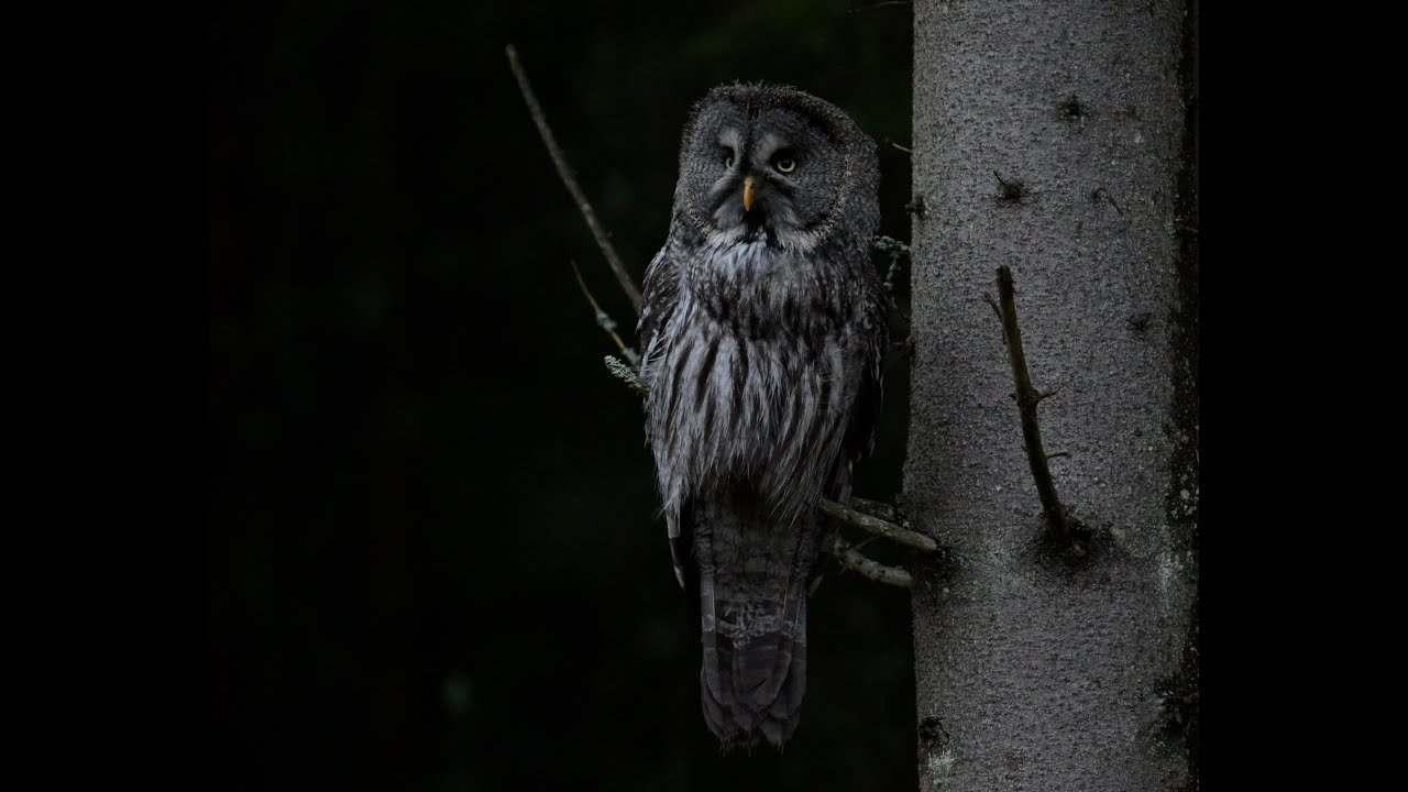 Great grey owl / Lappugle (Nikon Z9)