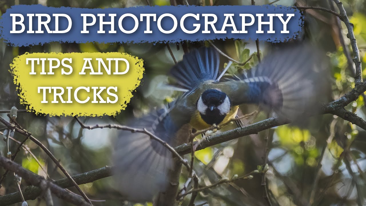 Bird Photography Tips and Tricks