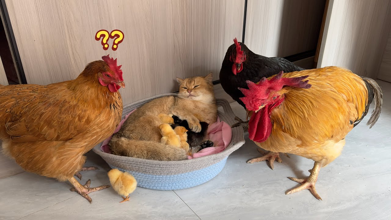 Very surprised 😲!Roosters and hens give up custody of their chicks😂.Kitten takes care of chicks👍