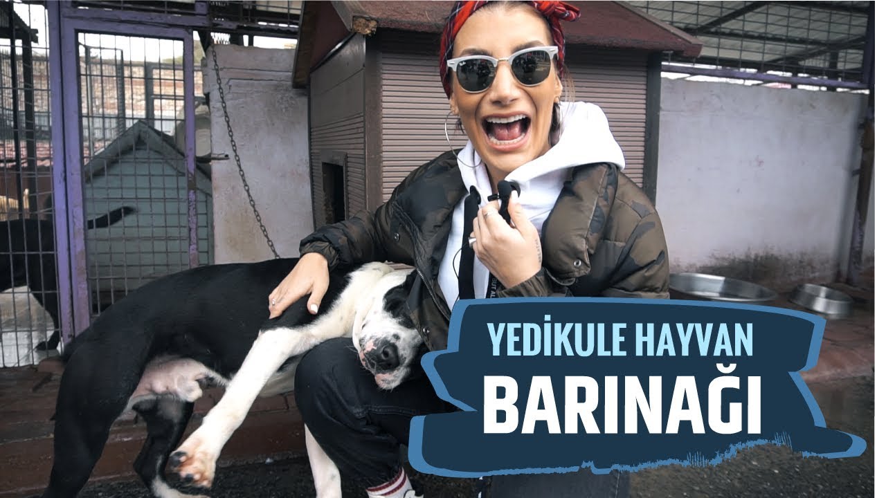 3 EVLAT DAHA EDİNDİM! Yedikule Hayvan Barınağı #Simge