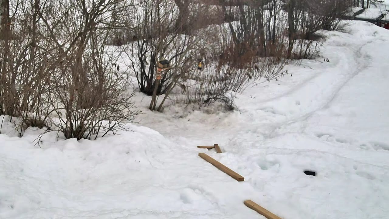 2026-3-17 Garden: Birds / Squirrels Live