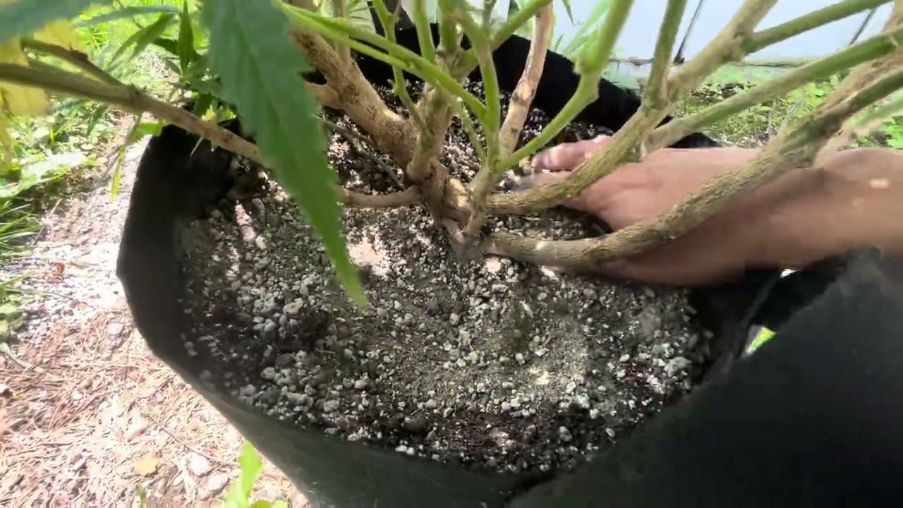 Dealing with deficiencies cannabis green rush nutrients Gaia green organic outdoor grow runts CKS