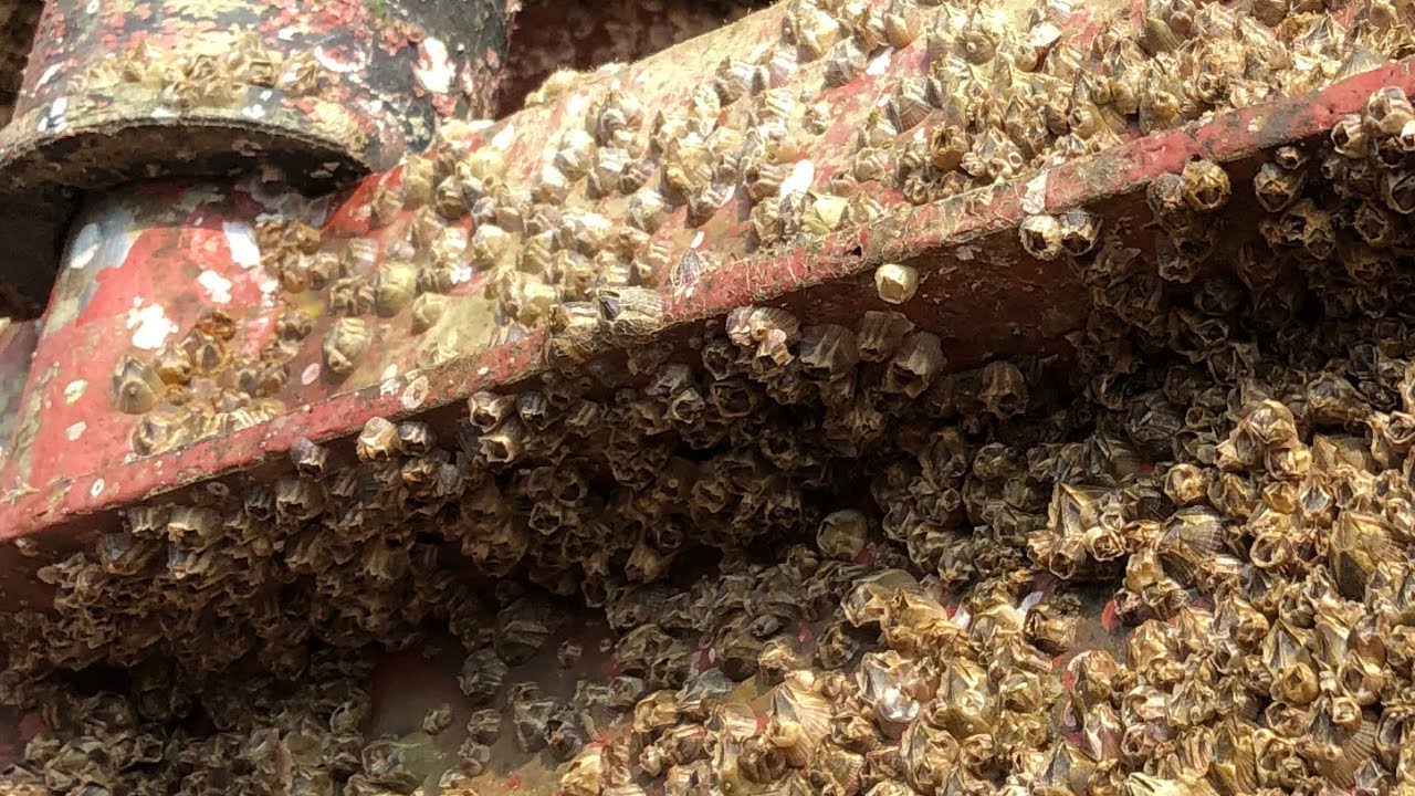 ASMR Barnacle Removal - Satisfying asmr No Talking Sounds