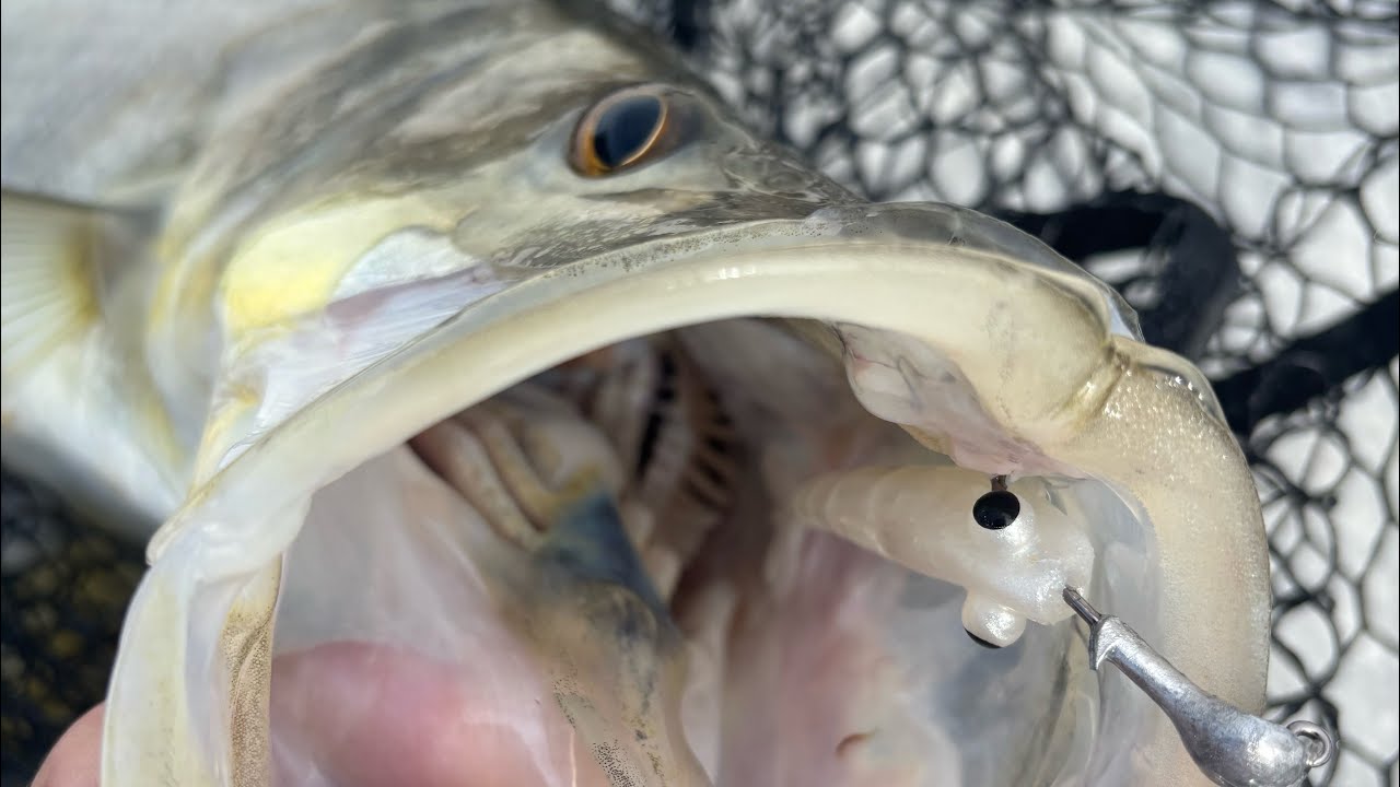 JYG Artificial Shrimp Crushed Flats Fishing FL! 
