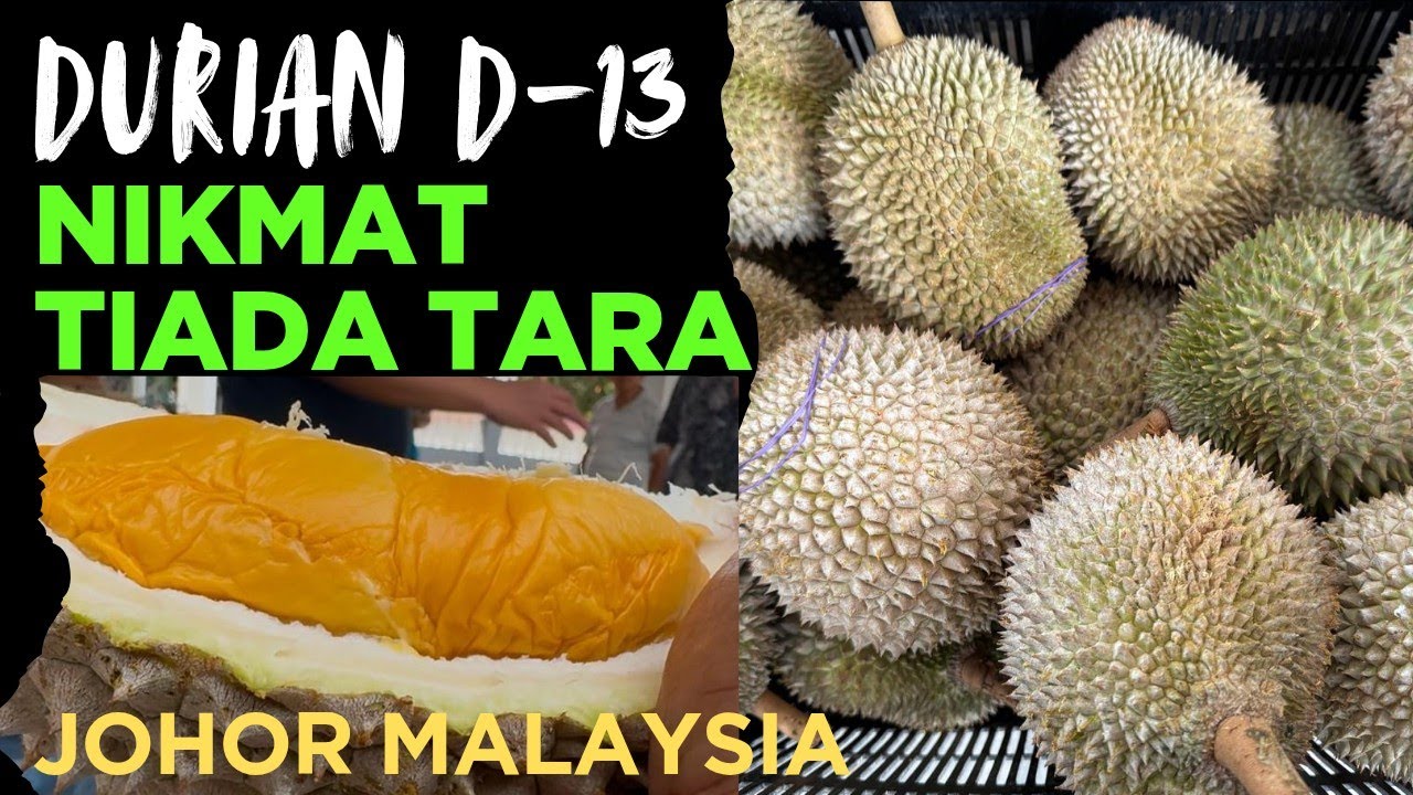 DURIAN D-13 JOHOR SING TIADA LAWAN
