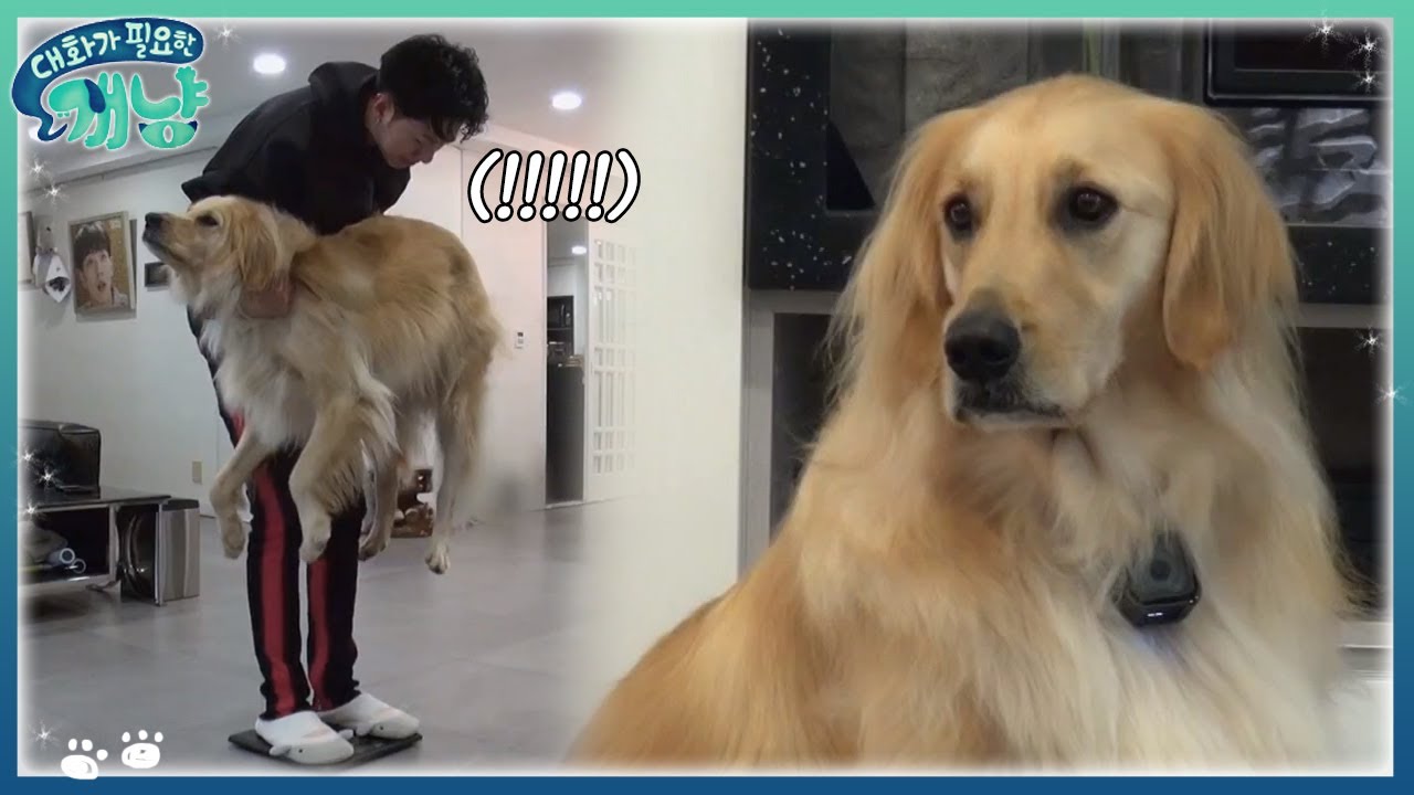 슈퍼헤비급 50KG 강아지... 털인가 살인가🙄 귀여우니 됐어 | #대화가필요한개냥 EP13 #04