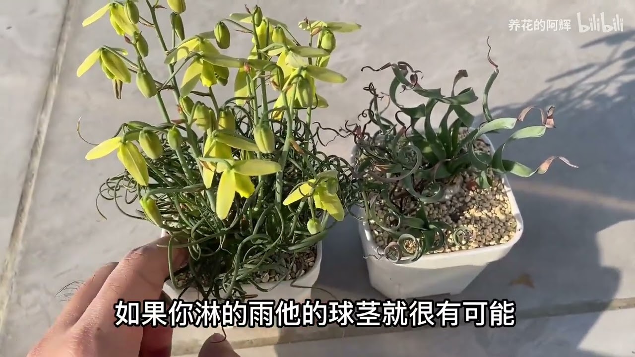 当然要拍视频留念啦！弹簧草一年中的高光时刻