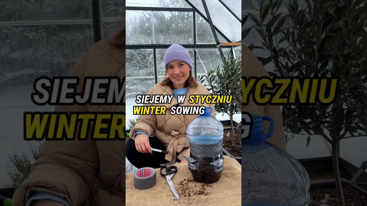 SIEJEMY w styczniu czyli WINTER SOWING #ogr&oacute;d #ogr&oacute;dek #poradyogrodnicze #siew #wintersowing #byliny