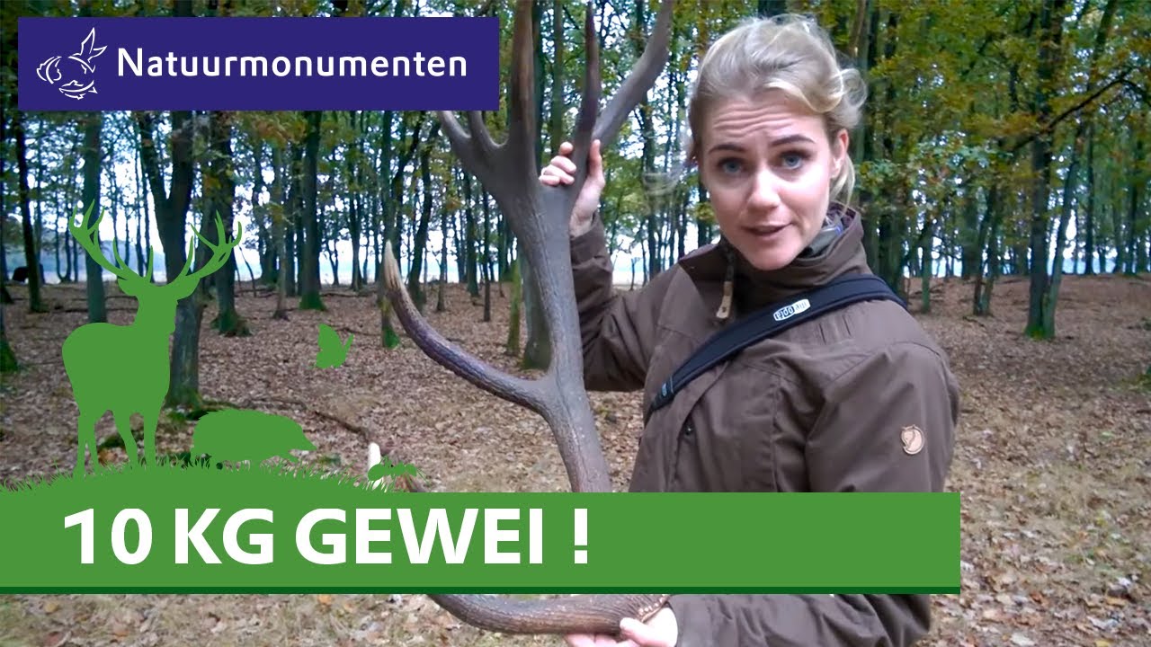 Op edelhert safari op de veluwe | Vlog Boswachter Hanne | #56