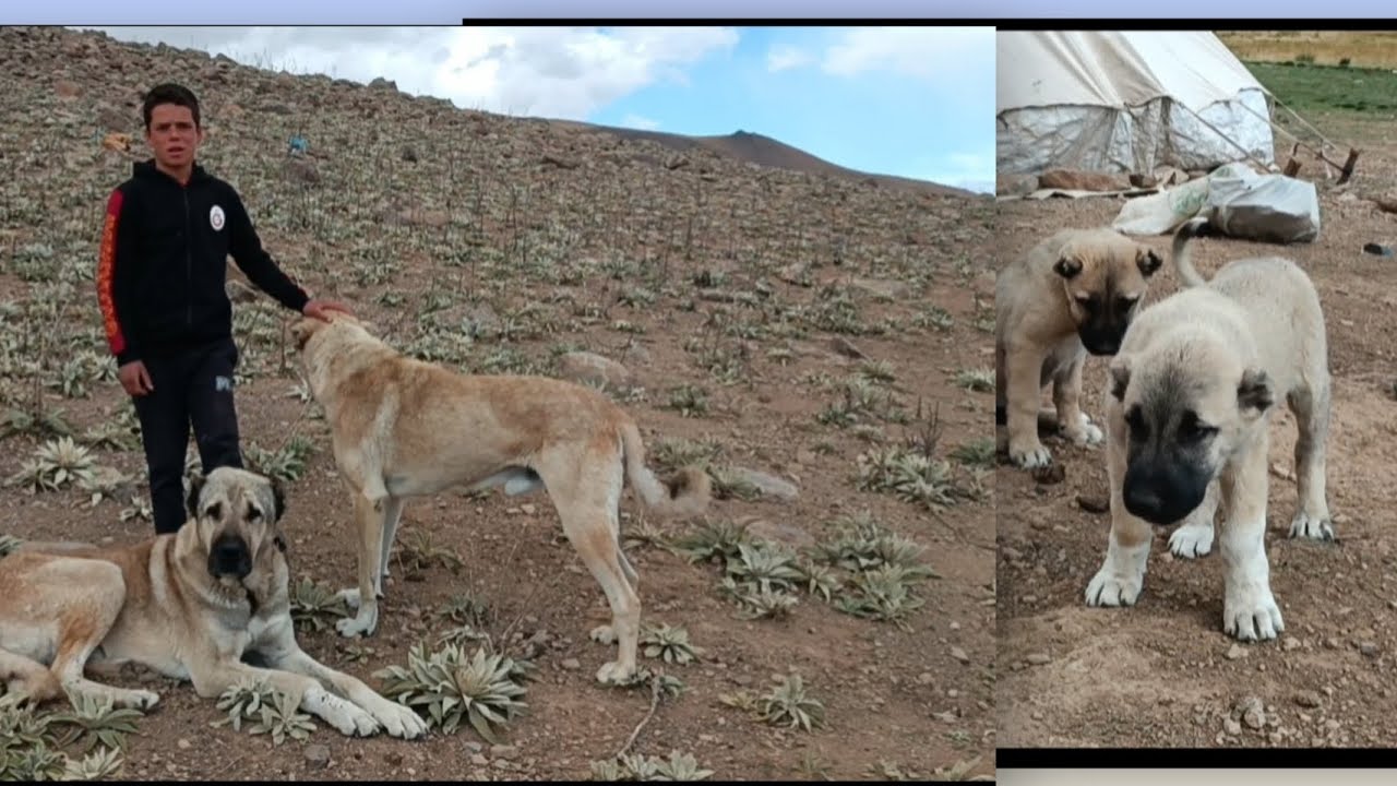 ÇOBAN ; 10 KURT KÖPEĞİME SALDIRDI! KÖPEKLERİN ZOR ANLARINI ANLATTI HAYVAN SAHİBİ 