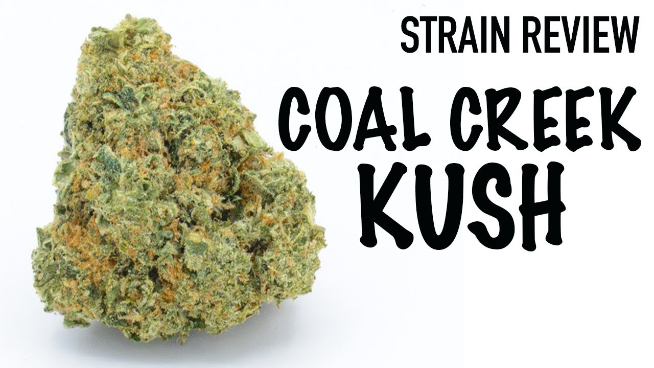 COAL CREEK KUSH STRAIN REVIEW