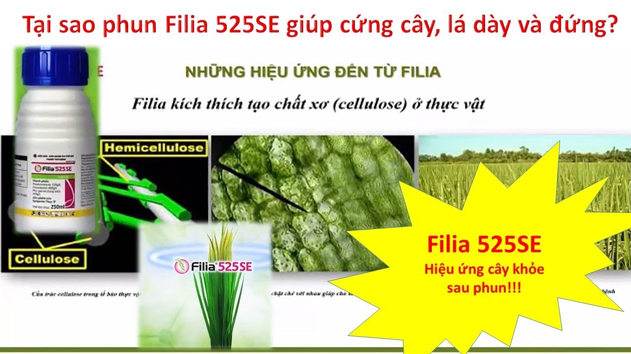 Hỏi trực tiếp Syngenta Phun Filia 525SE sạch bện đạo ôn, lúa cứng cây, lá đứng là do đâu? Hot hot
