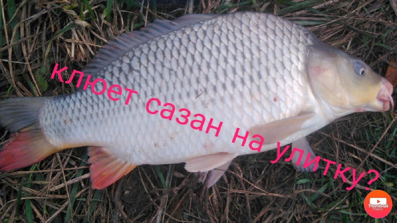 Рыбалка на сазана, тест трёх насадок #нут#кукуруза#улитка