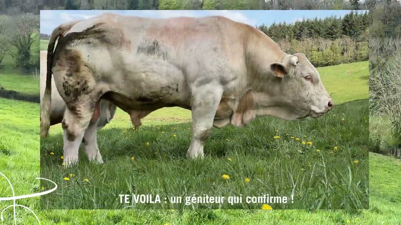 GAEC DUBUIS - Cowllection 2025