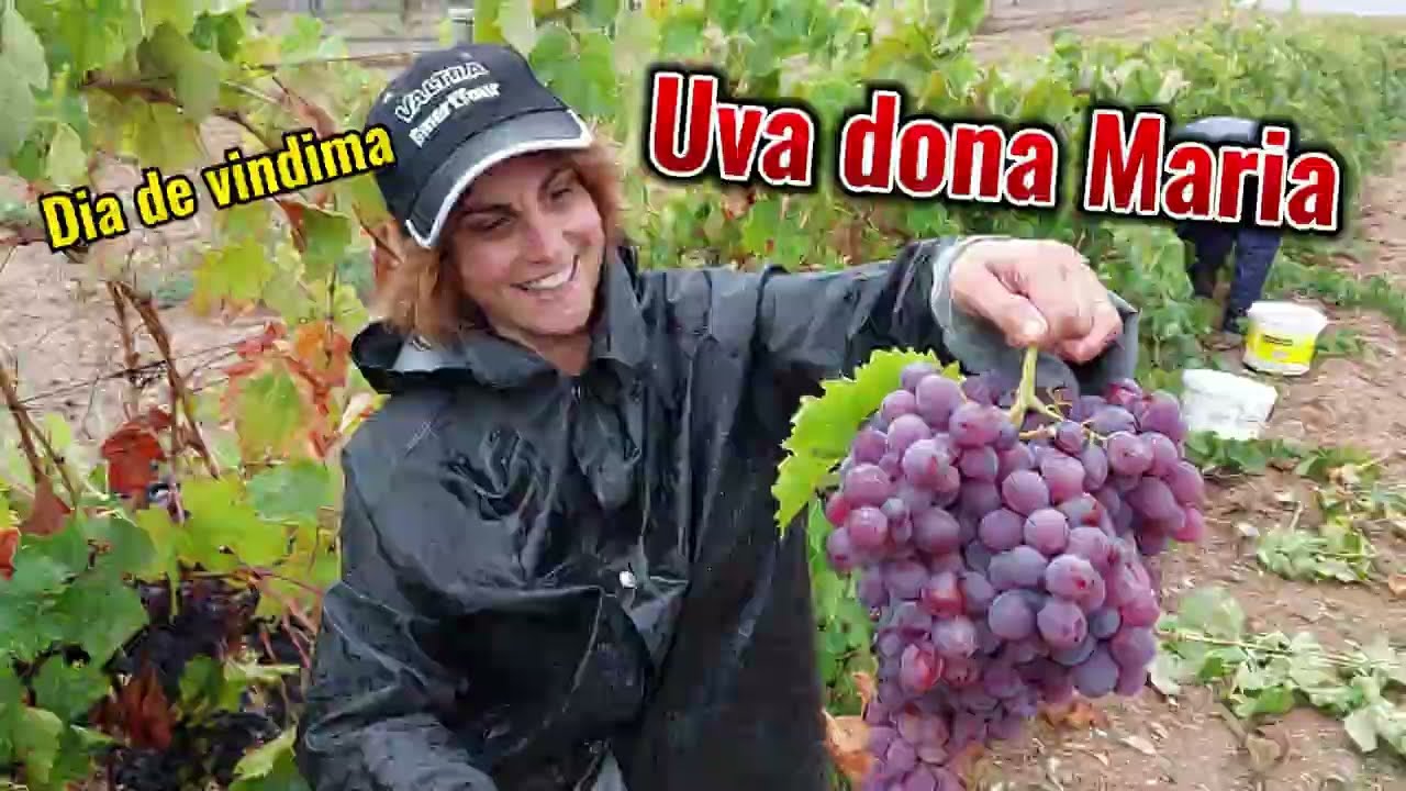 Vindimas 2023