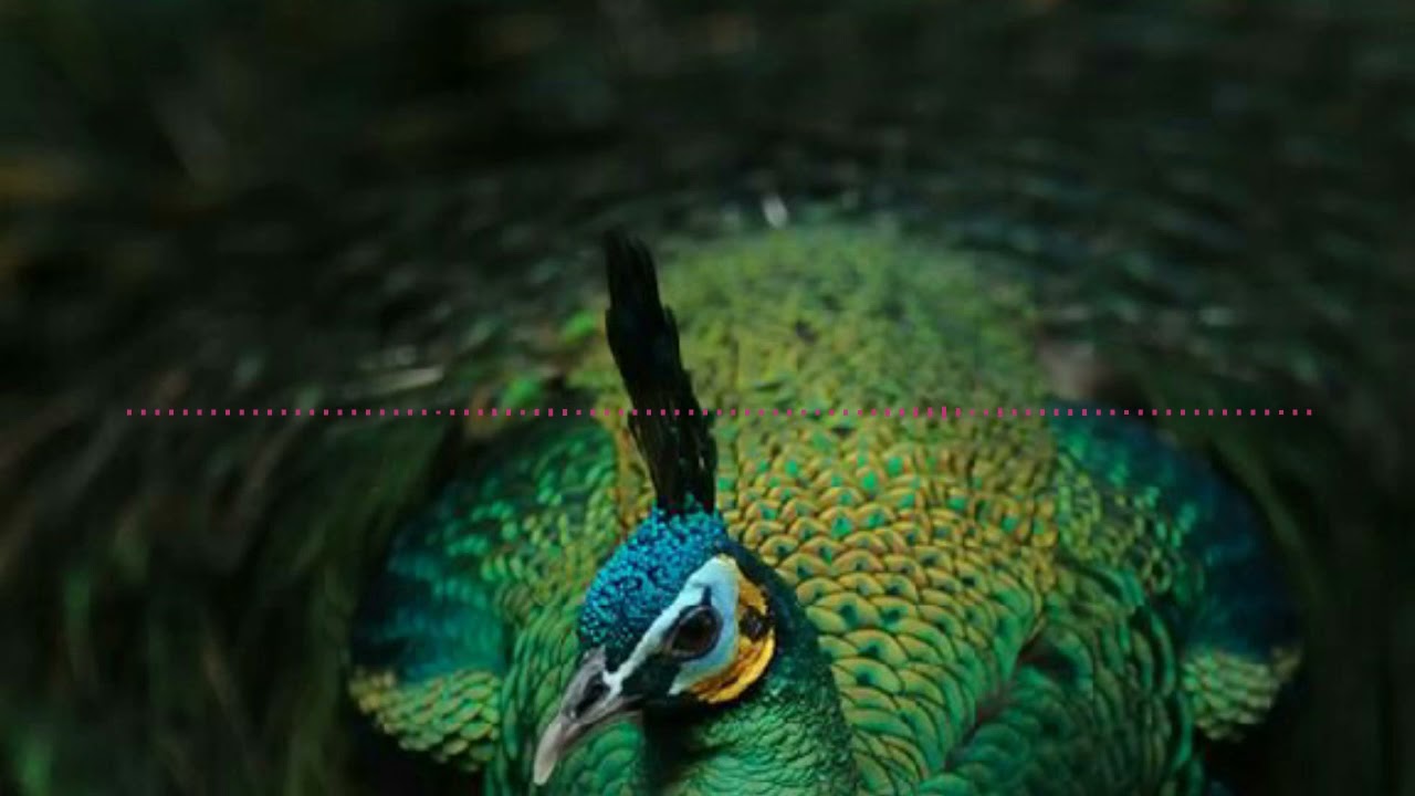 Mor bani thangat kare 8d