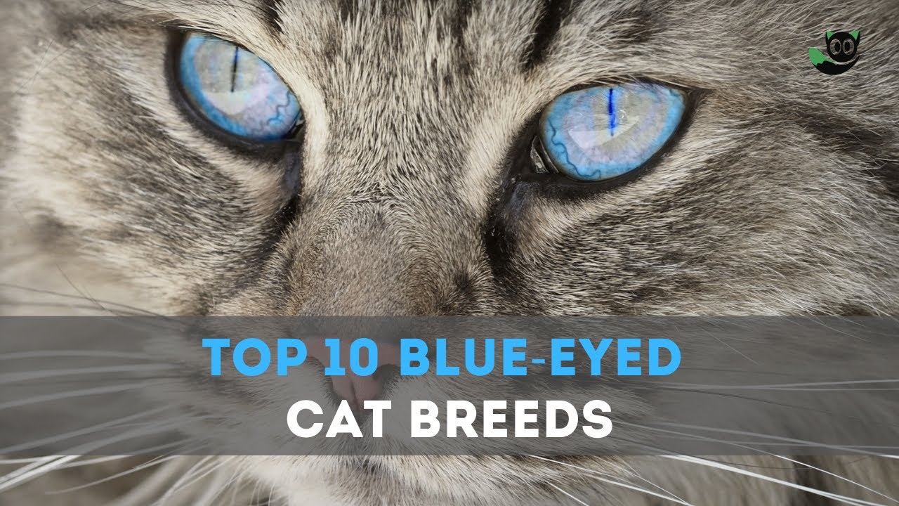 Top 10 Brilliant Blue-Eyed Cat Breeds: Mystery and Charm
