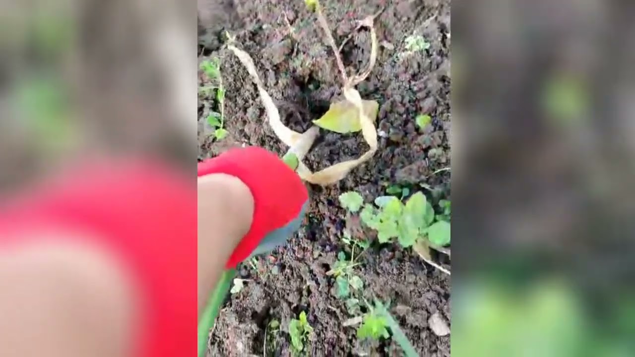 HARVESTING OF ORGANIC GARLIC AT THE FARM | CHRYSCAEL CHANNEL