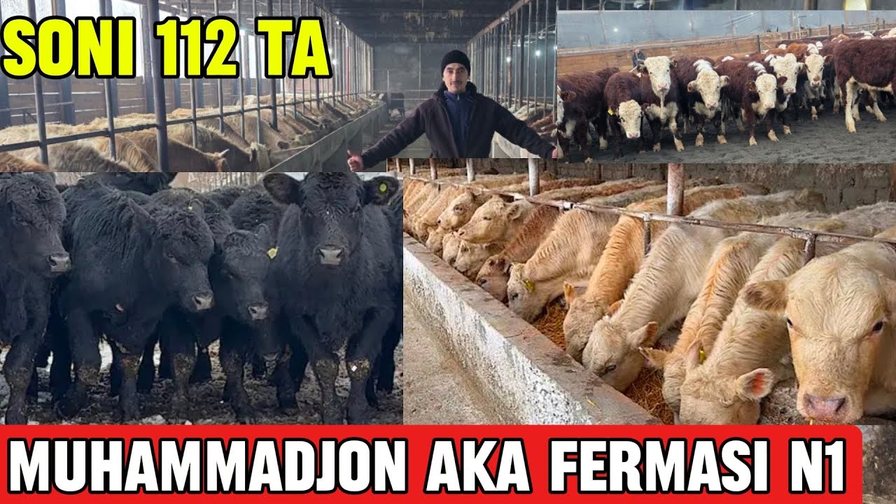 RUSSIADAN 112 TA AVLIKOL SHARALE ANGUS GRENFOD BUQALAR KELDI DASTAFKA UZB BOYLAB BOR