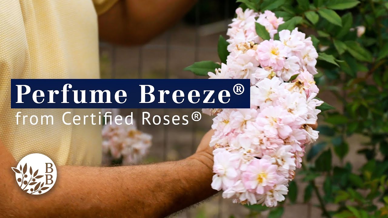Perfume Breeze™ by Certified Roses®