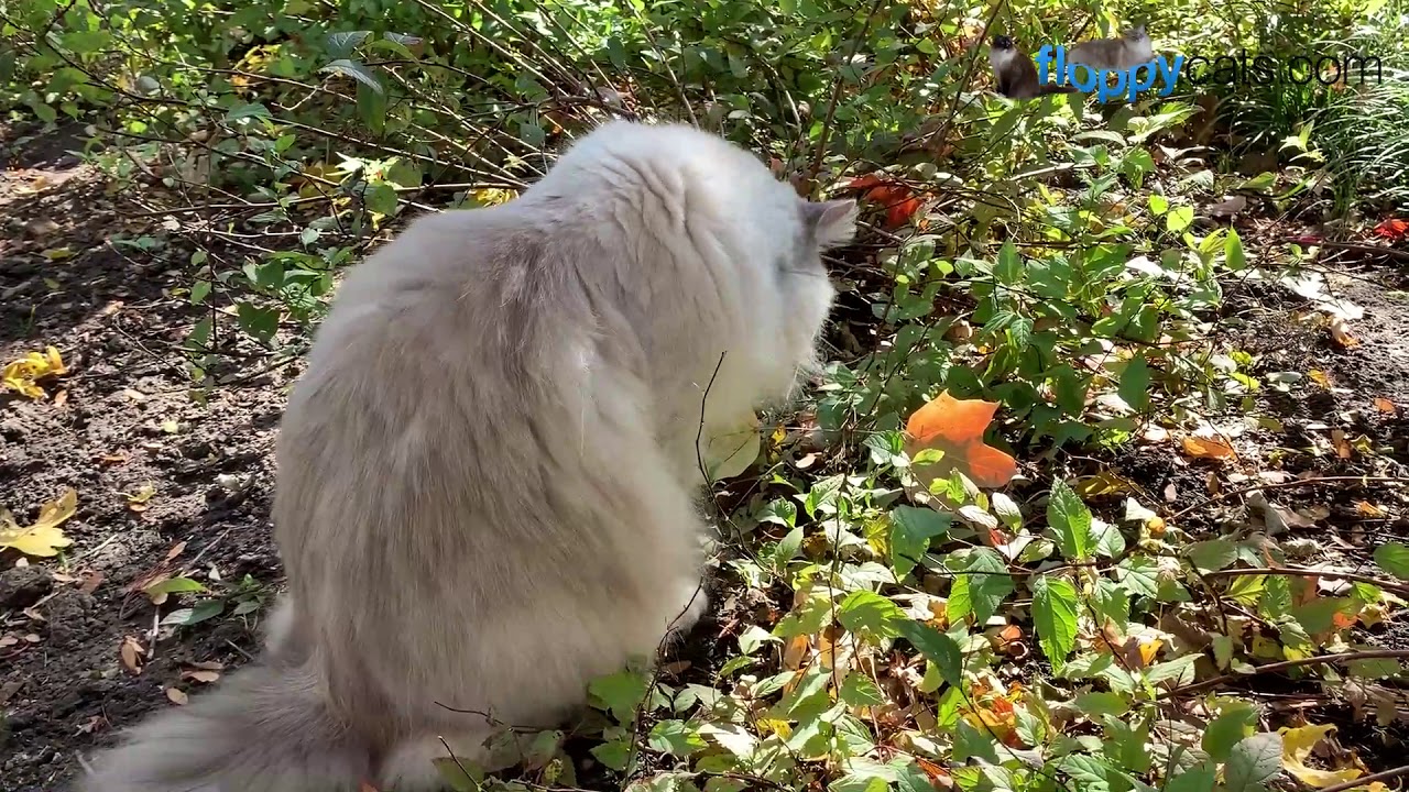 🍂 🍁 Ragdoll Cats Charlie and Trigg Outside Fall November 2019 🍁  🍂