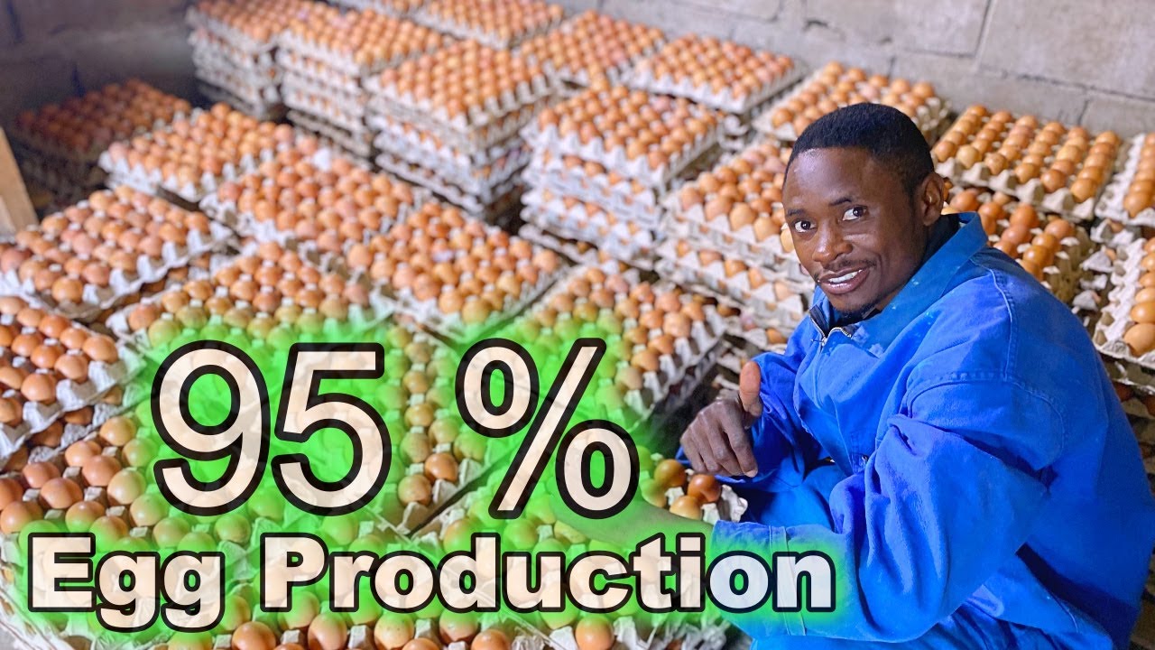 Achieving 95% Egg Production: The Secrets of Proper Management with Lohman Brown Layers