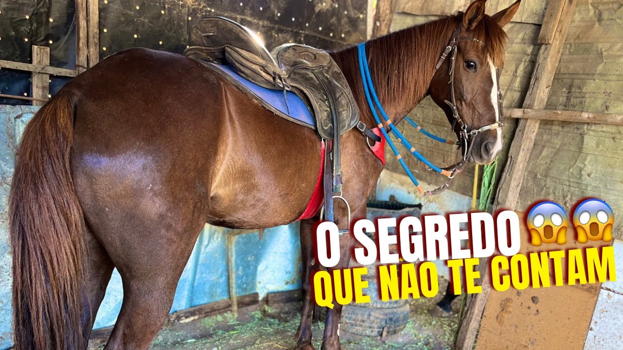 PRO SEU CAVALO TER QUALIDADE DE VIDA,FAÇA ISSO(Hugo Menezez)